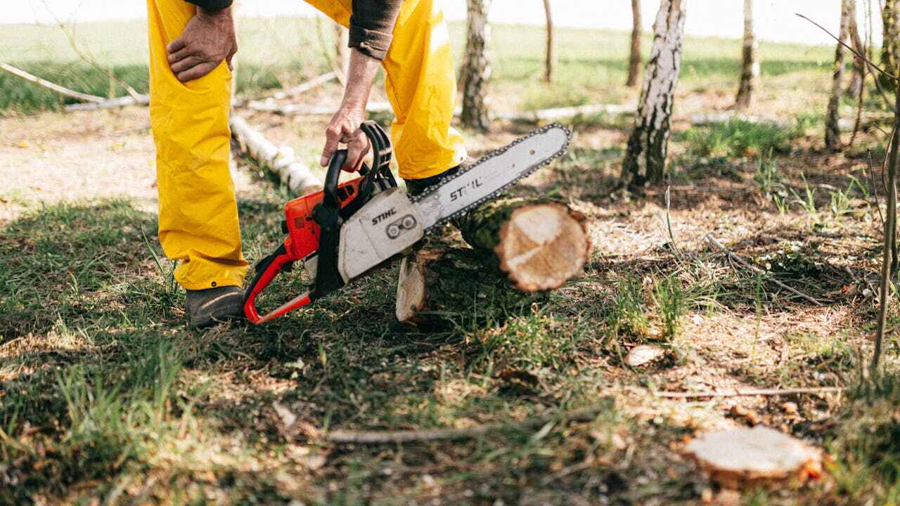 Best Stump Grinding Near Me  in Hanover, MN